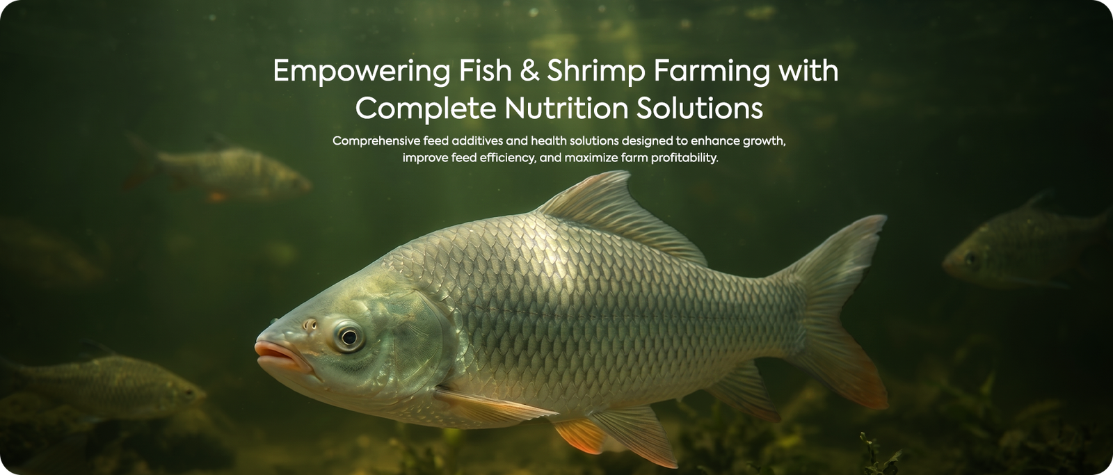 fish banner