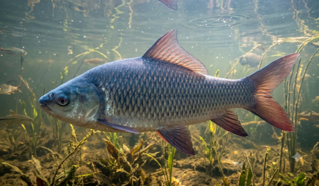 Fish (2)